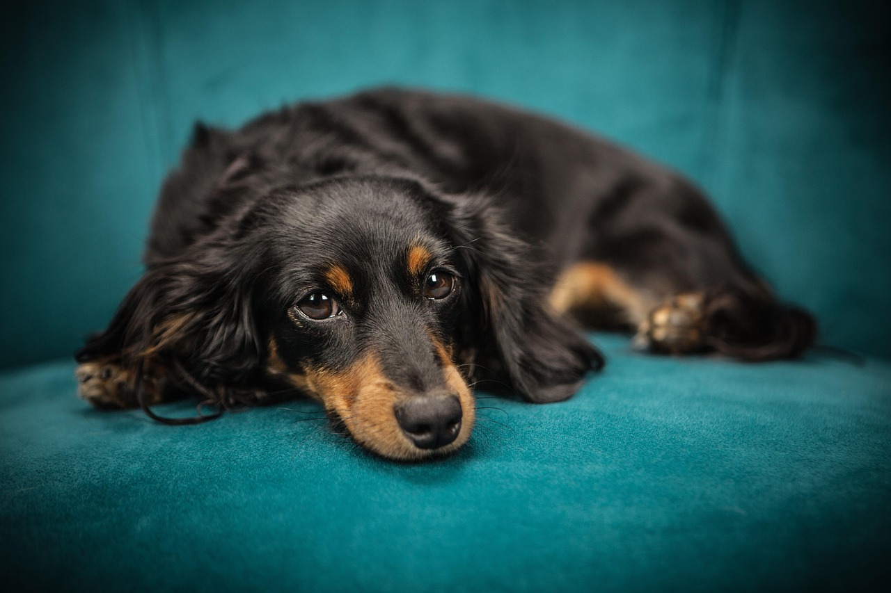 dog, puppy, sofa, pet, animal, nature, lying down, canine, domestic, domestic dog, portrait, dog portrait, mammal, animal portrait